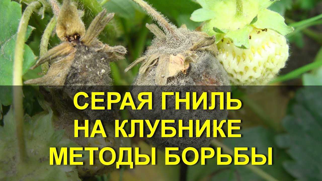 Серая гниль на клубнике: чем обработать и как бороться во время плодоношения и после сбора урожая, описание химических препаратов и народных средств