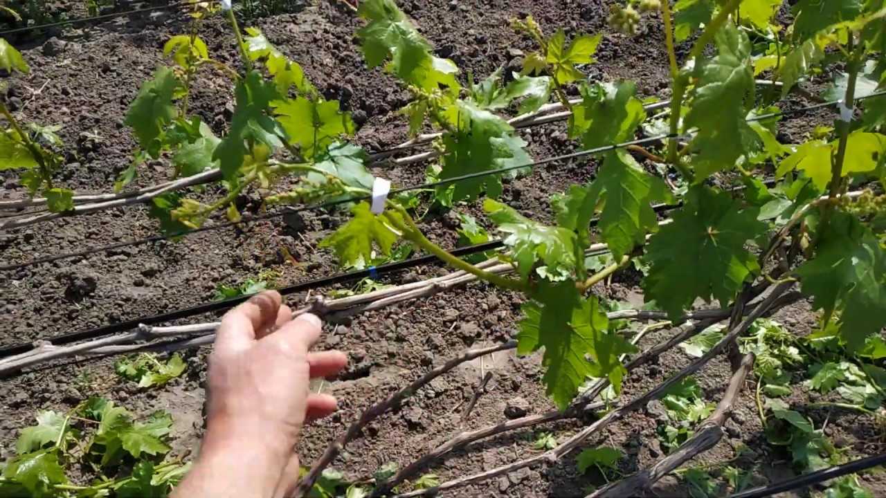 ᐉ нормировка завязей и побегов виноградного куста, прореживание гроздей - roza-zanoza.ru