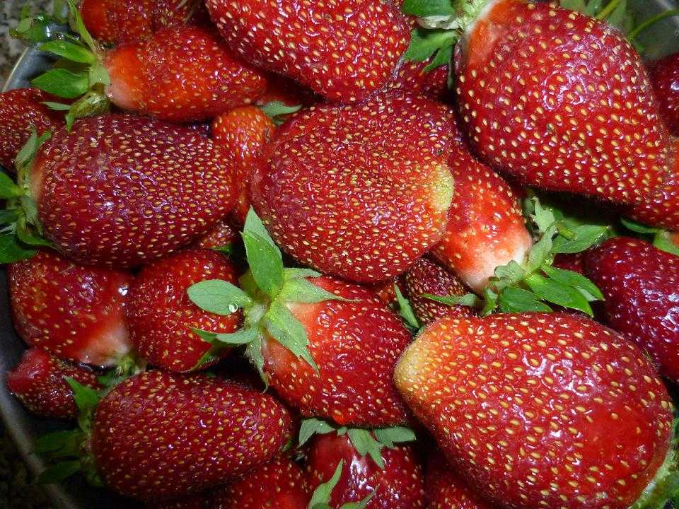Сорт клубники дивная: фото, отзывы, описание, характеристики.
