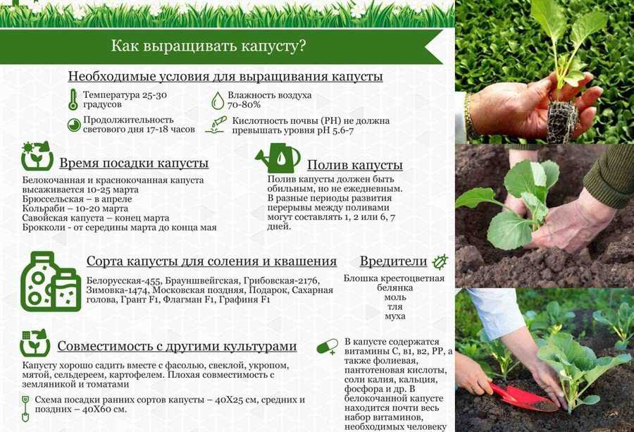 Когда сеять капусту на рассаду и в грунт по народным приметам