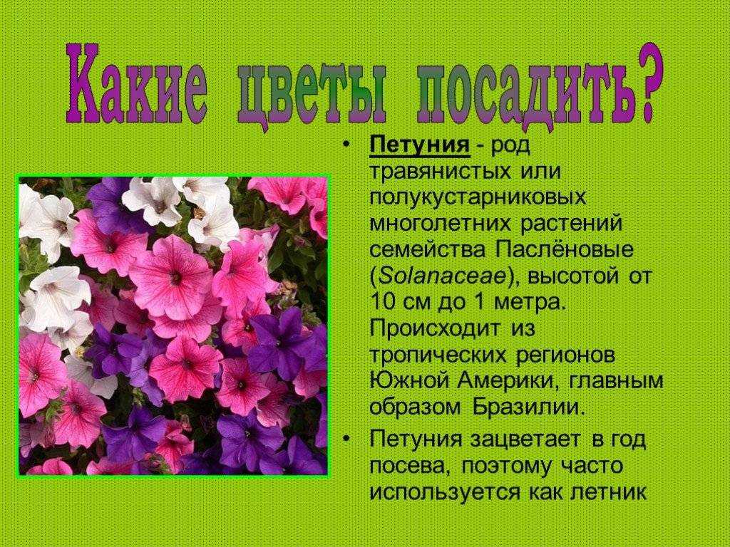 Петуния махровая: посадка и уход.