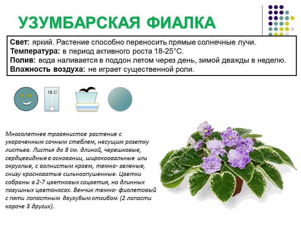 25 самых красивых весенних цветов: определитель с фото и названиями
