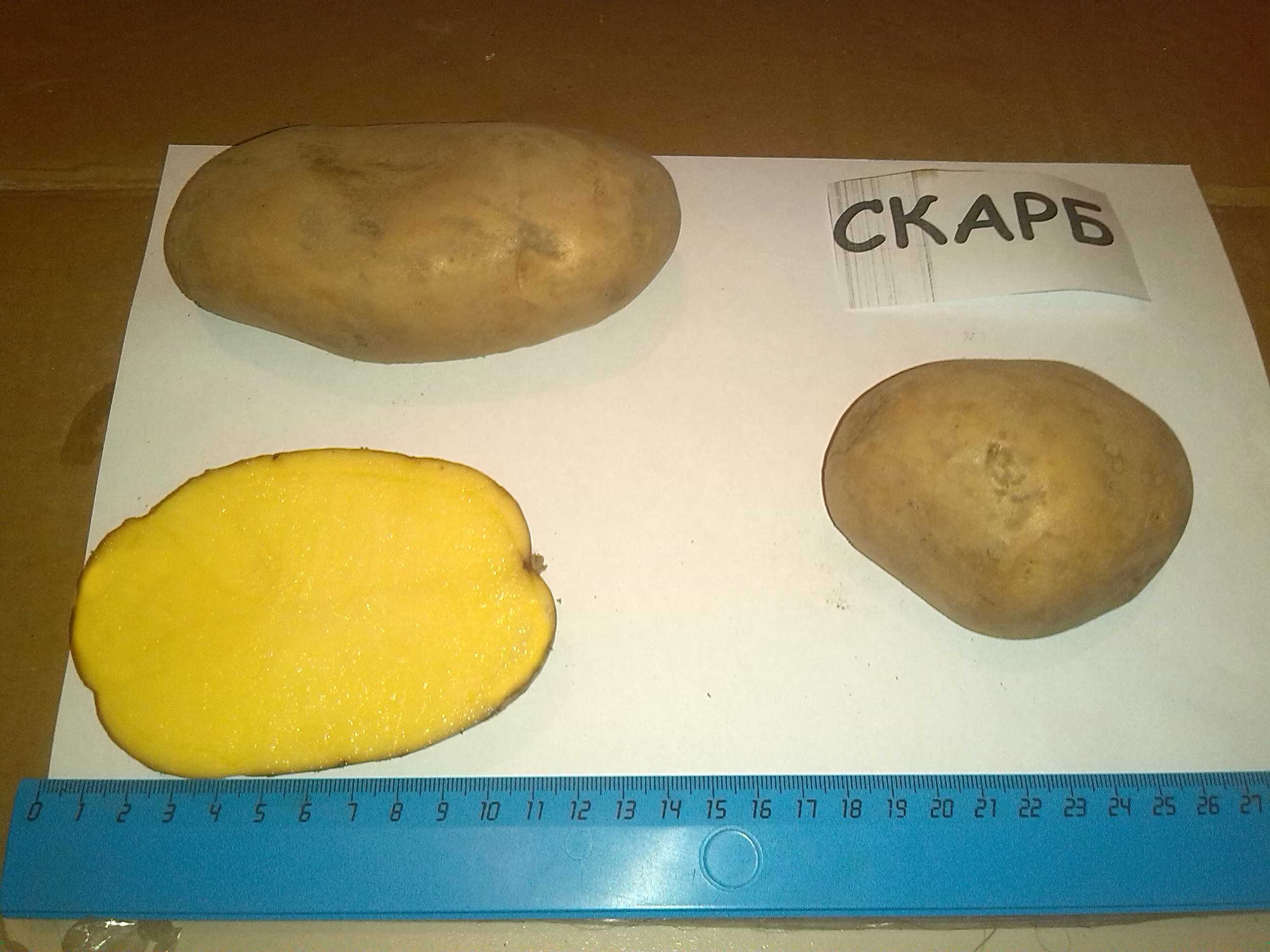 Картофель скарб: описание сорта и характеристика, посадка и уход, отзывы с фото