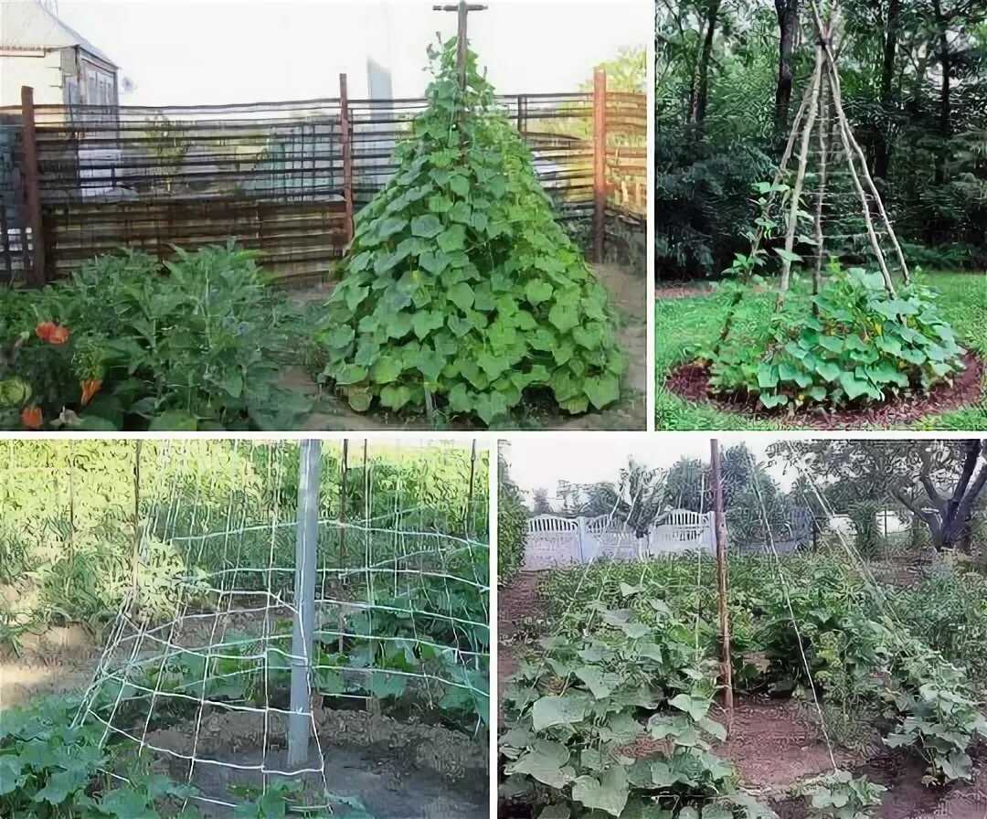 Посадка огурцов елочкой
