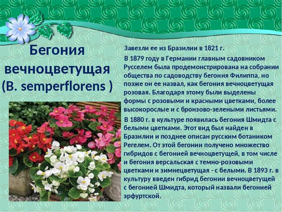 Бегония беллекония (belleconia): описание ампельного сорта, обзор видов манго, шардоне, крем, салмон, фото, особенности размножения, правила посадки, отзывы