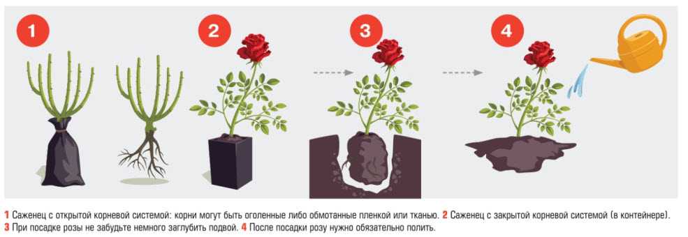Роза кордана микс: как ухаживать после покупки, особенности полива, фото