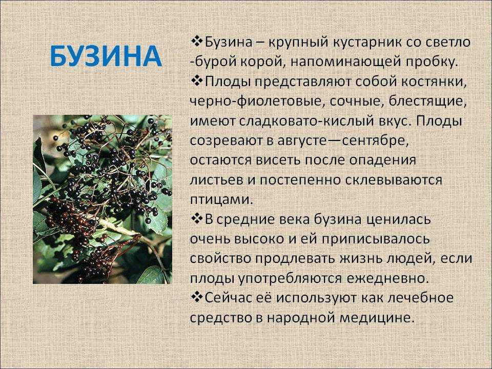 Бузина черная: лечебные свойства и противопоказания