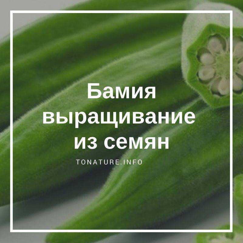 Бамия: что это за овощ и как выращивать без химии