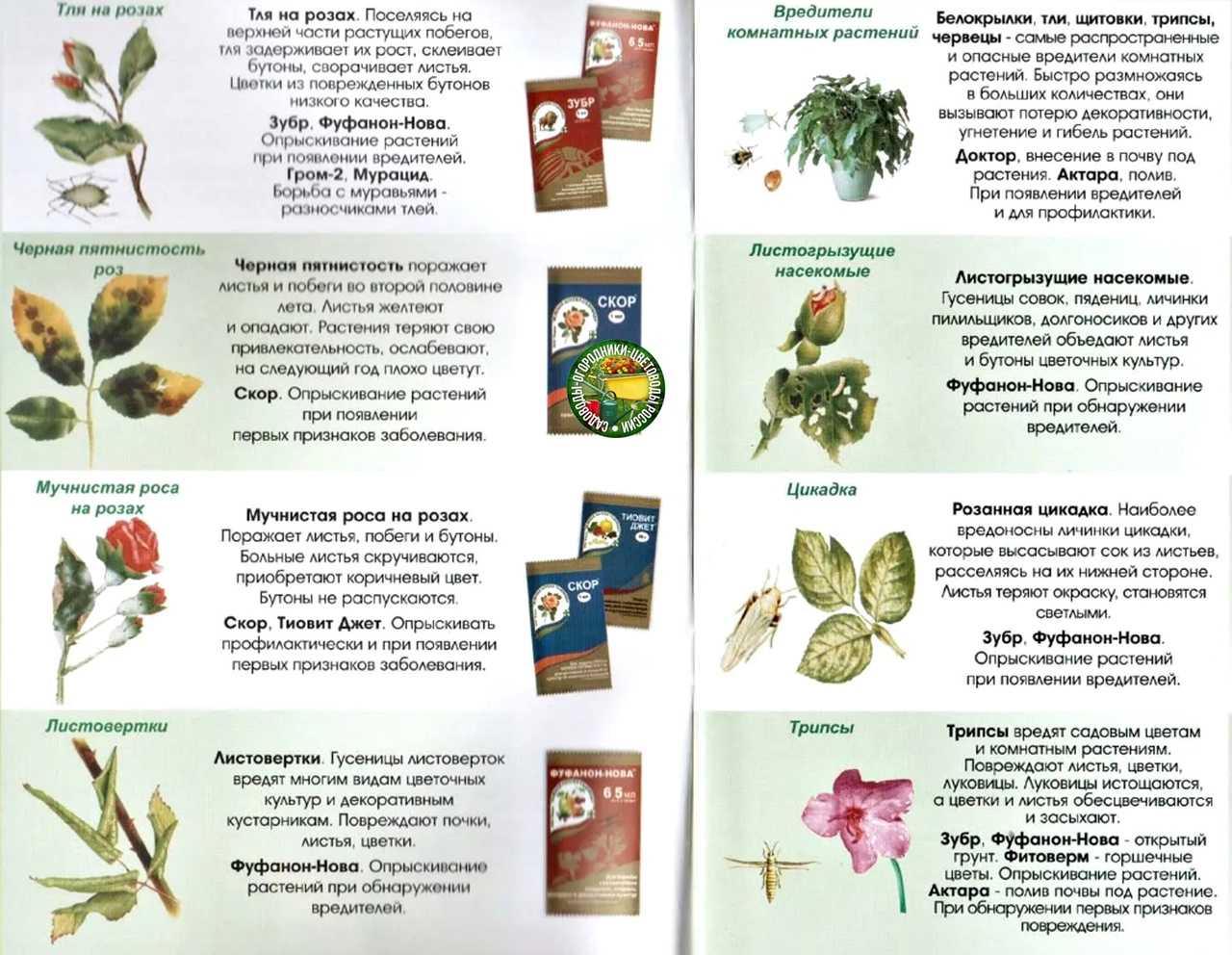 Вредители роз: описание, фото, способы лечения, видео - ты-фермер