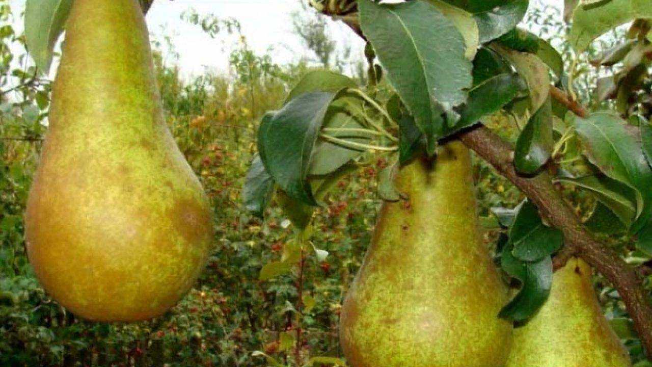 Груша феерия: описание, фото, отзывы о сорте, опылители