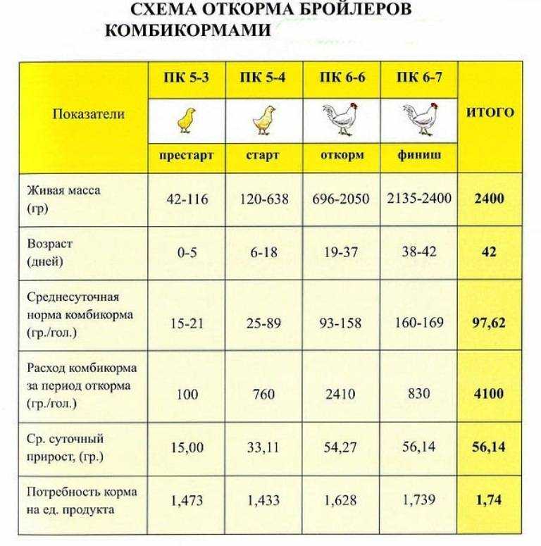 Кормление бройлеров в домашних условиях: таблица, рецепты