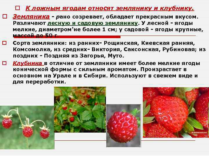 Чем отличается земляника от клубники