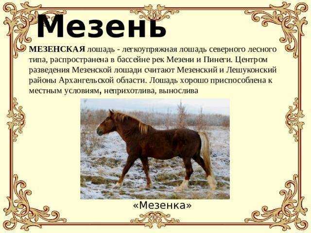 Описание лучших американских пород лошадей