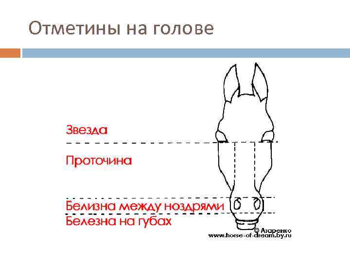 Голова лошади