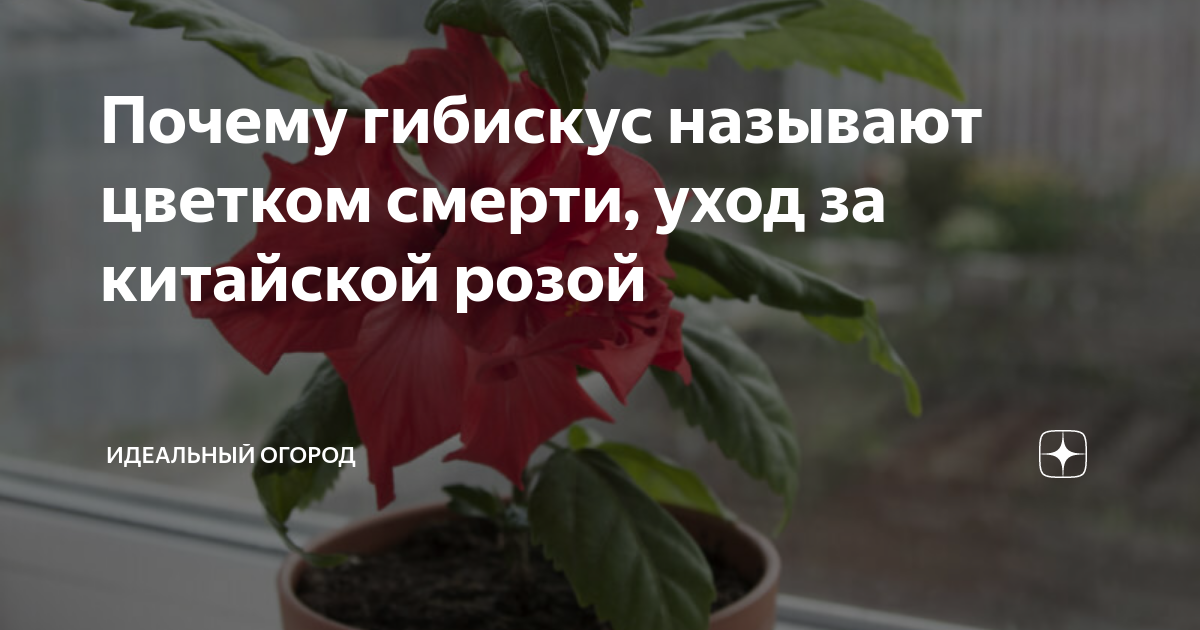 Цветок смерти китайская роза: почему нельзя держать дома, можно ли успешно выращивать комнатную культуру в квартире или нет, откуда у гибискуса такое имя?дача эксперт
