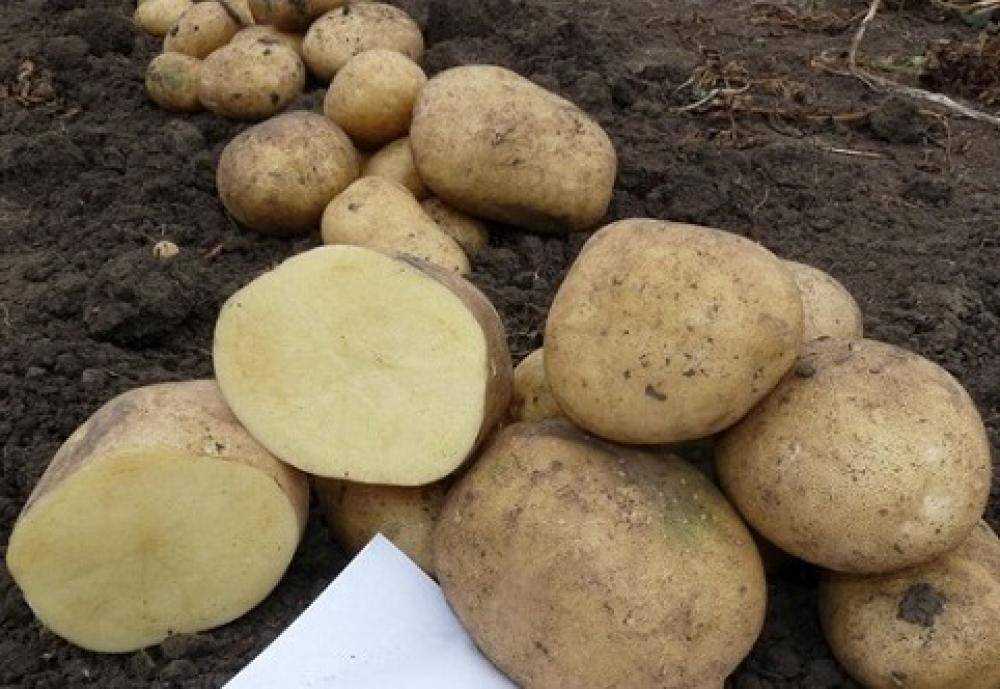 Аризона: описание семенного сорта картофеля, характеристики, агротехника