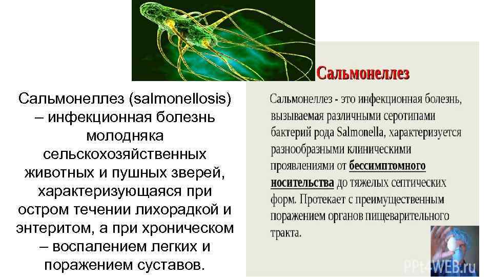 Бруцеллез: заразное молоко и мясо | университетская клиника