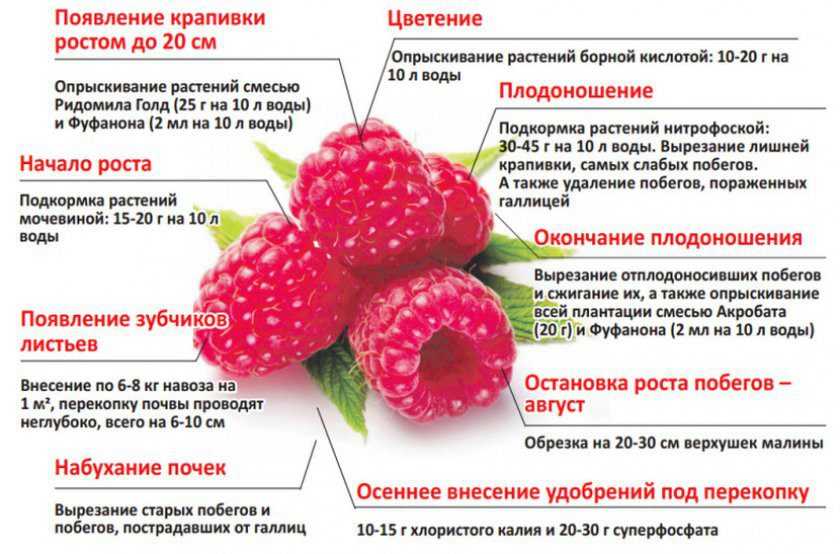 Парковые. роза парковая (грандифлора) tequila роза текила описание