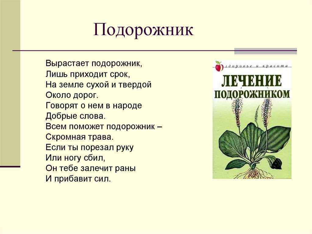 Подорожник: полезные свойства и противопоказания - сила здоровья