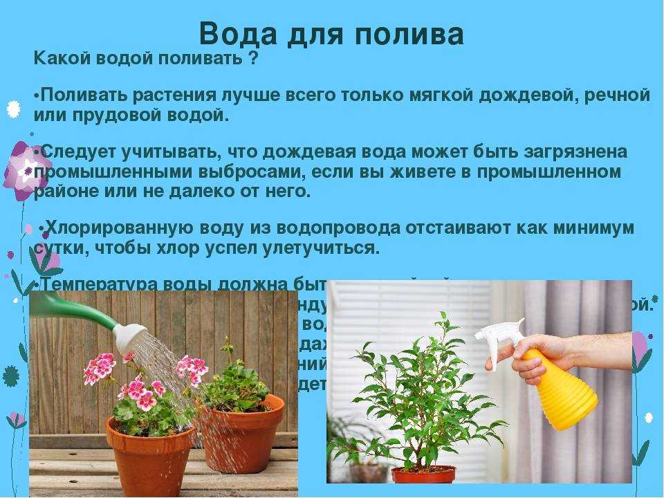 Как правильно и часто поливать огород – виды растений, советы, правила и режимы