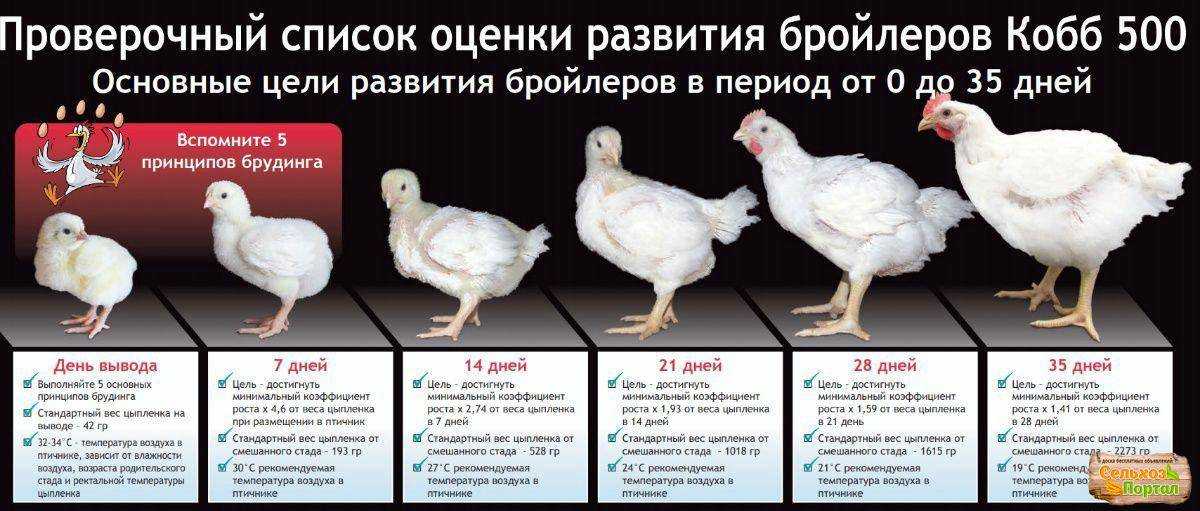 Нормальная температура тела утки: информация для птицевода