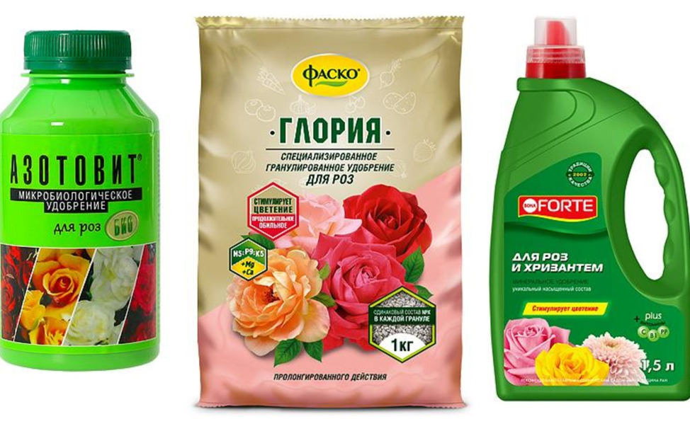 Весенняя подкормка роз для шикарного цветения