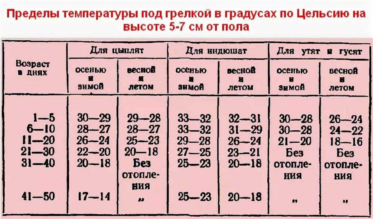 Можно ли содержать бройлеров и несушек вместе