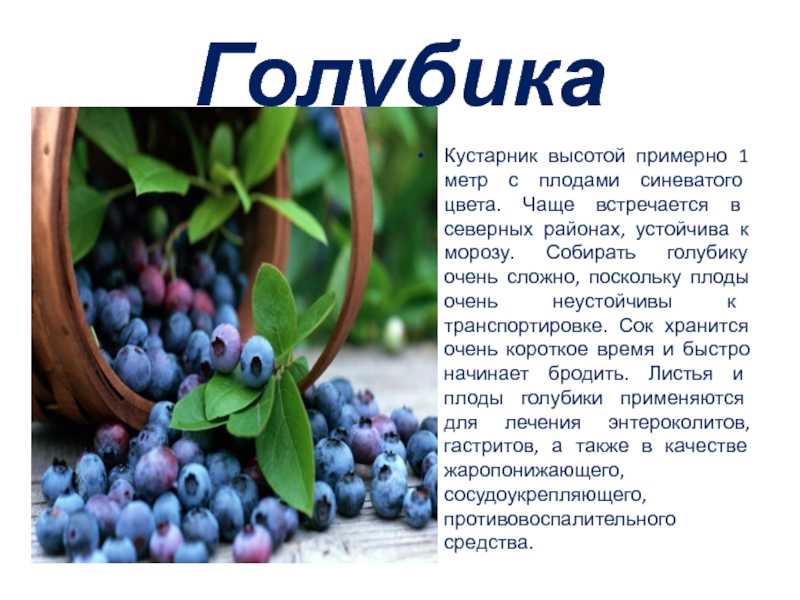 Когда лучше сажать голубику