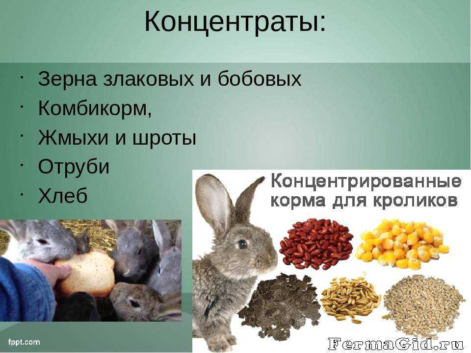 Зеленый рацион декоративных и карликовых кроликов