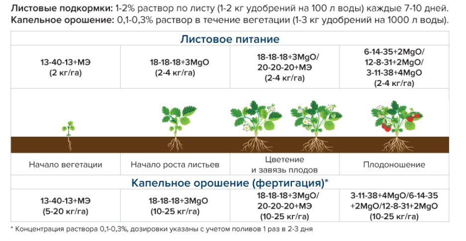Правильный полив перца, частота проведения процедуры в теплице и открытом грунте