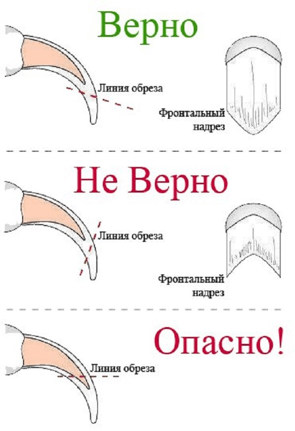 Как стричь когти декоративному кролику — безопасно, безболезненно