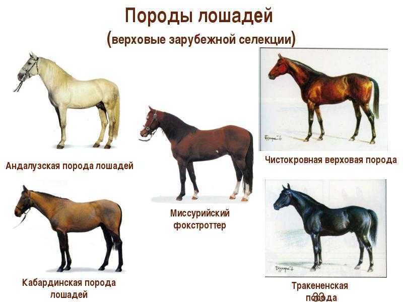 Масти лошадей. описание, особенности и названия мастей лошадей | живность.ру