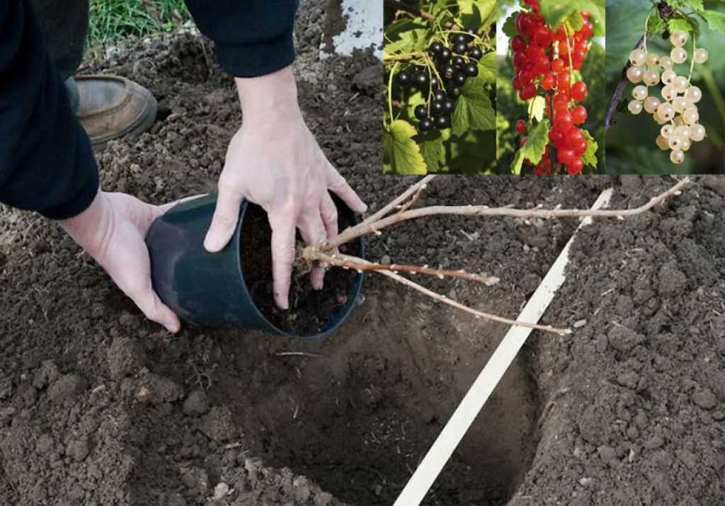 Черная смородина: посадка и уход, обрезка, размножение, описание сортов, фото