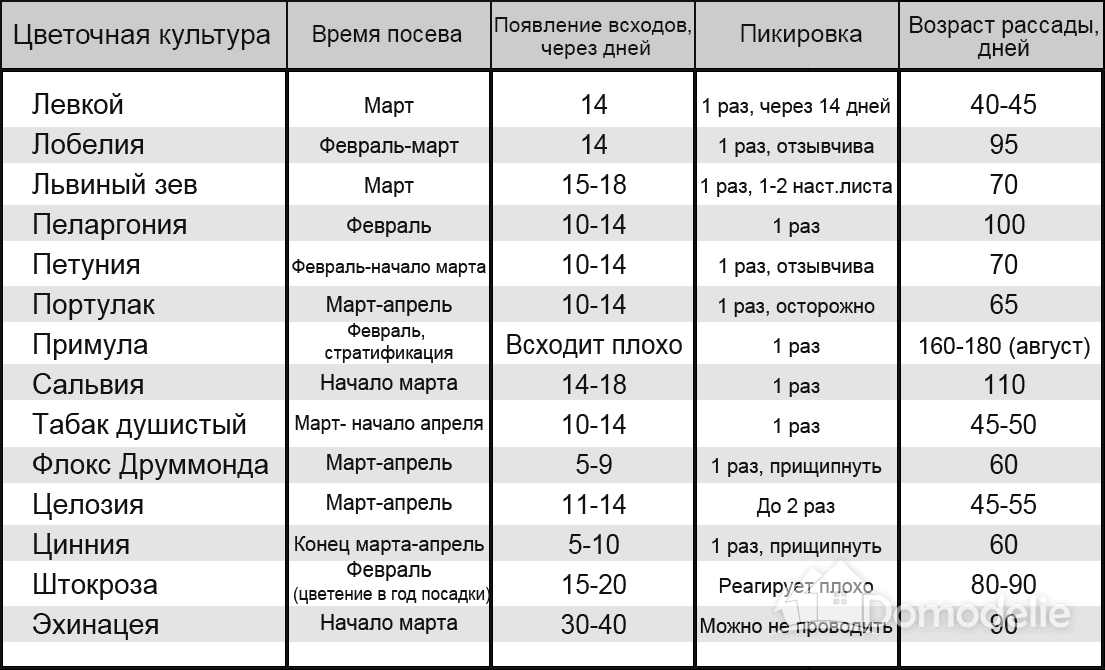 Посадка дыни на рассаду и выращивание в домашних условиях