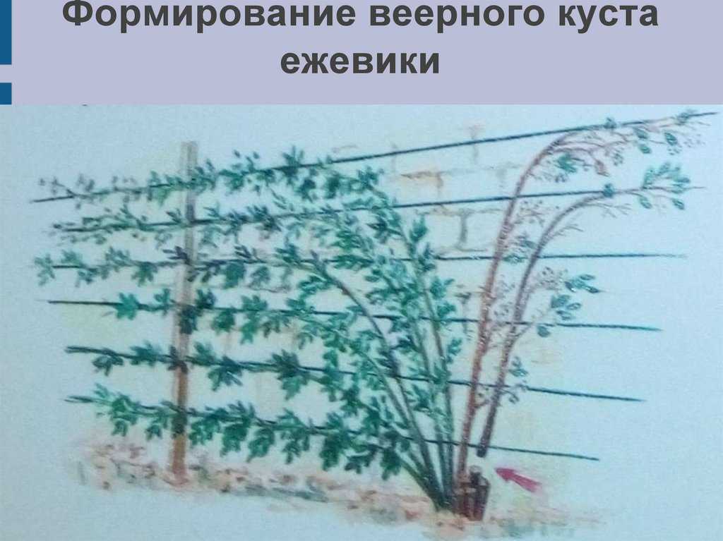 Обрезка ежевики весной для начинающих: когда и как правильно обрезать, схема