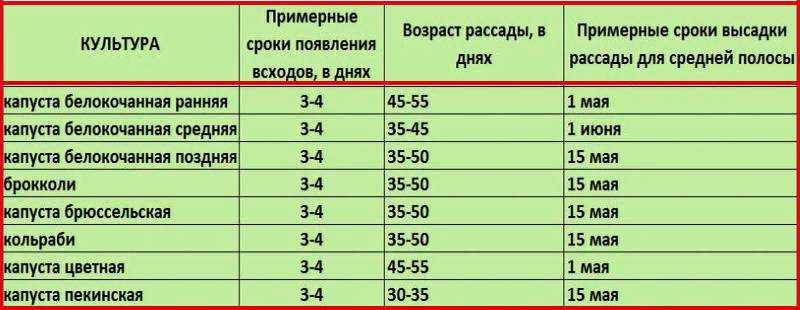 Когда сажать рассаду капусты в сибири