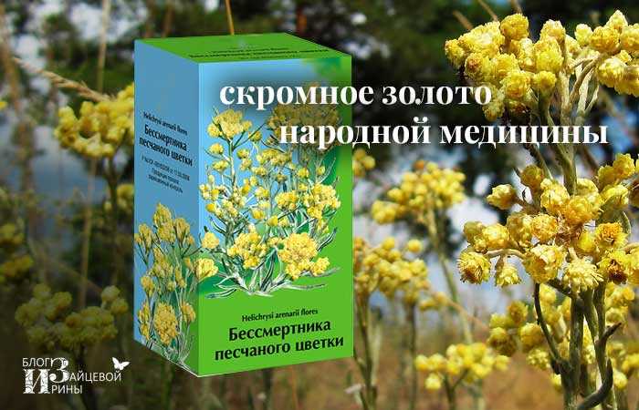 Бессмертник