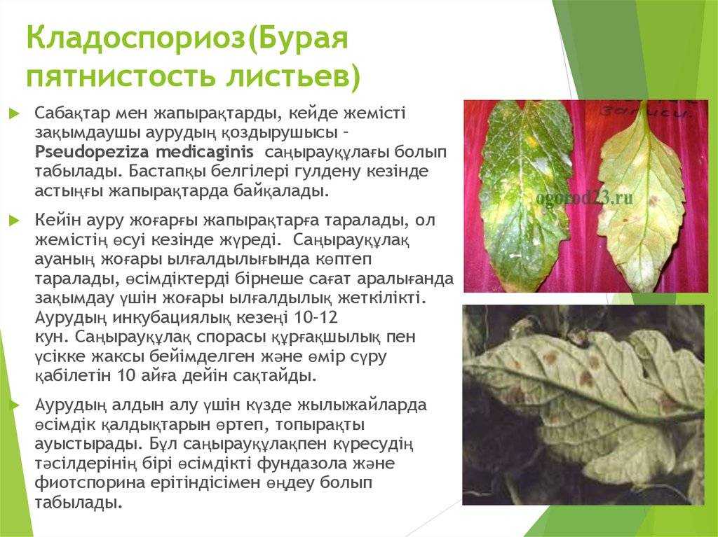 Бурая пятнистость (кладоспориоз) на томатах - лечение, в теплице, фото, препараты, народные средства