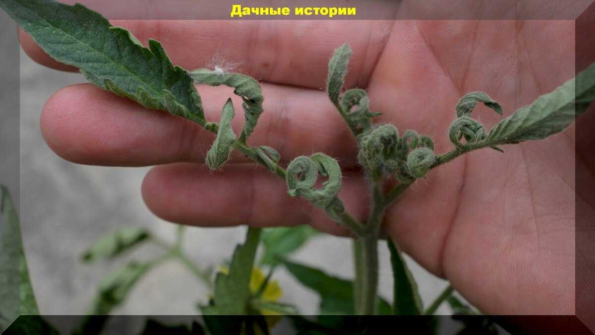 Почему скручиваются листья у томатов в теплице, что делать если кучерявятся верхушки