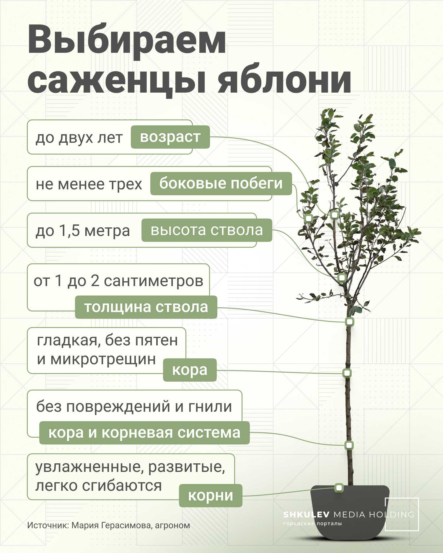 О выборе саженцев яблони для посадки: какой покупать сорт, как хранить