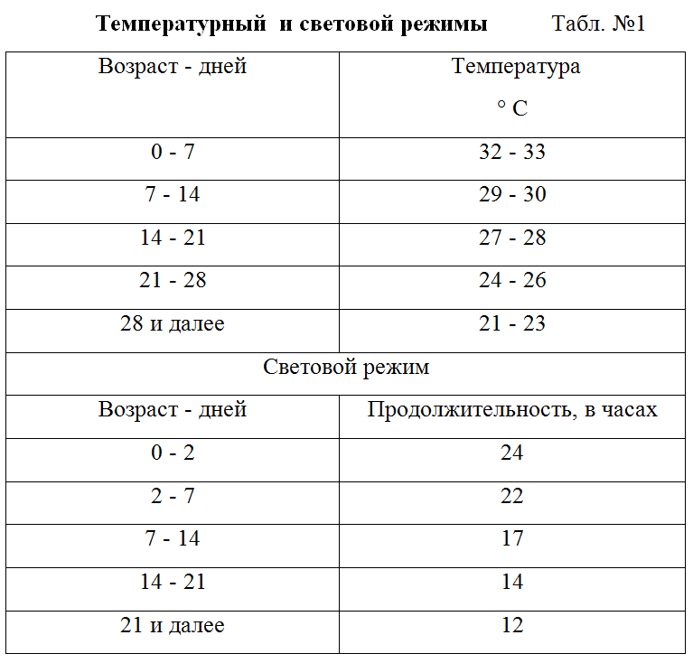 Цыплята в домашних условиях - уход за цыплятами и кормление