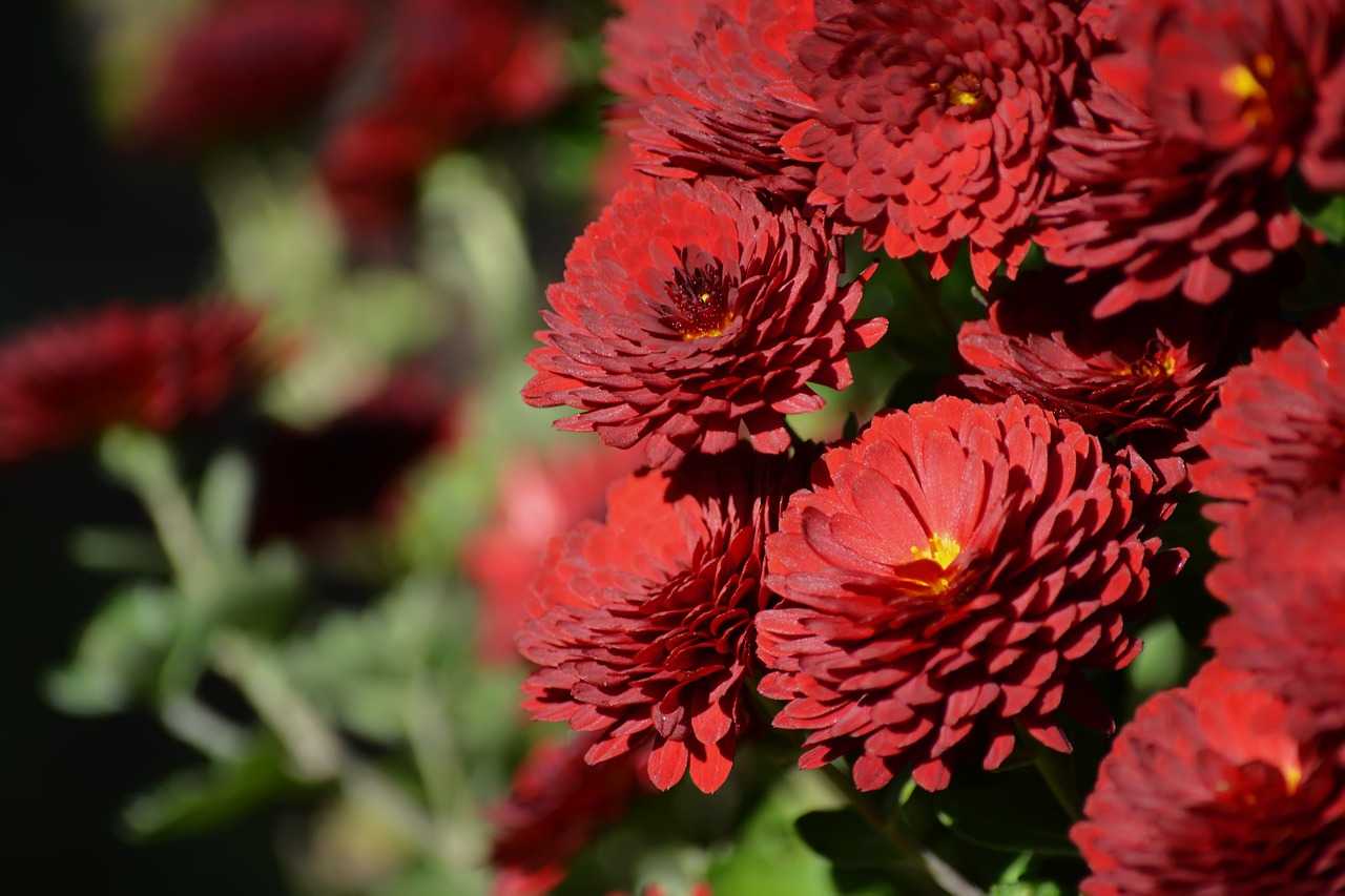 Кустовые хризантемы: фото, сорта, названия