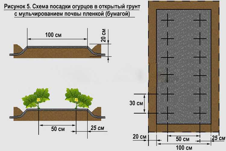 Когда сажать огурцы семенами