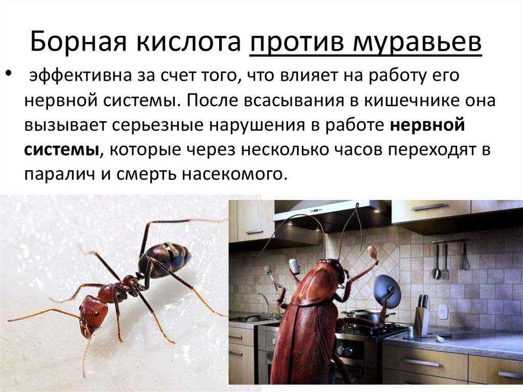 Борная кислота от муравьев в огороде или квартире: рецепты средства, как избавиться от насекомых