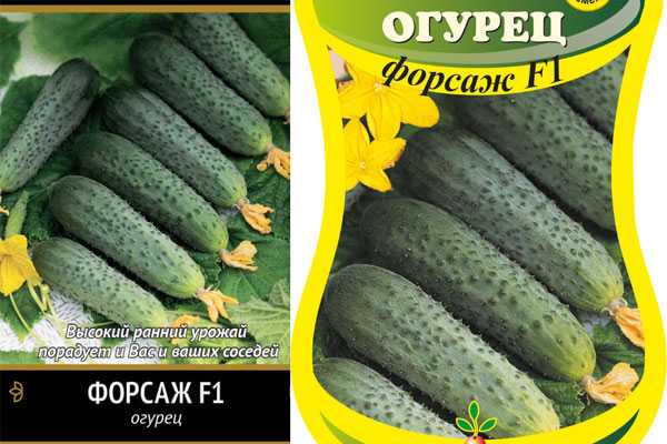 Огурец форсаж f1: описание сорта, посадка, уход, фото, отзывы