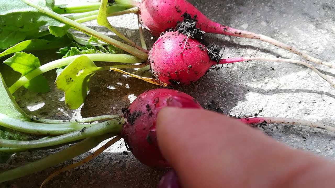 Крестоцветные блошки: как они выглядят и чем опасны?