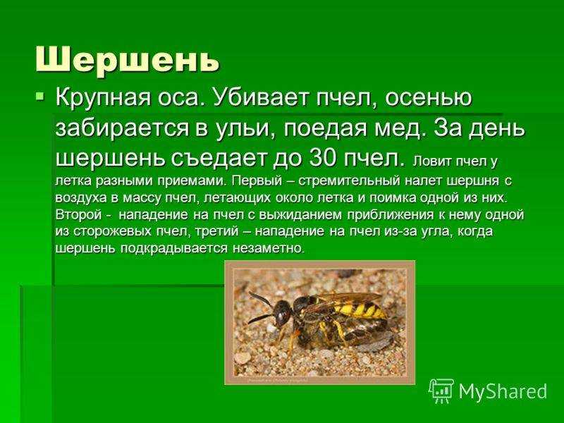 Шершень: описание и виды