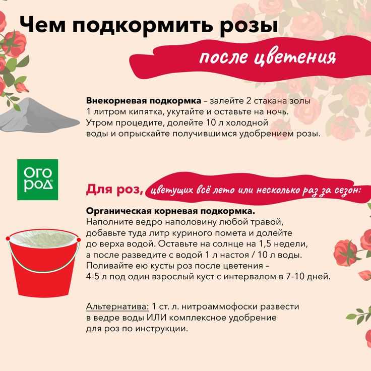 Как часто поливать розы: правила и особенности в разные сезоны