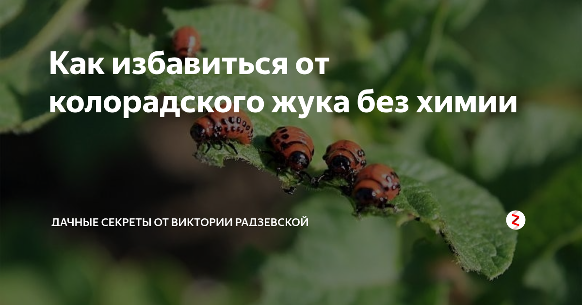 Как защитить баклажаны грунтовые от колорадского жука. / асиенда.ру