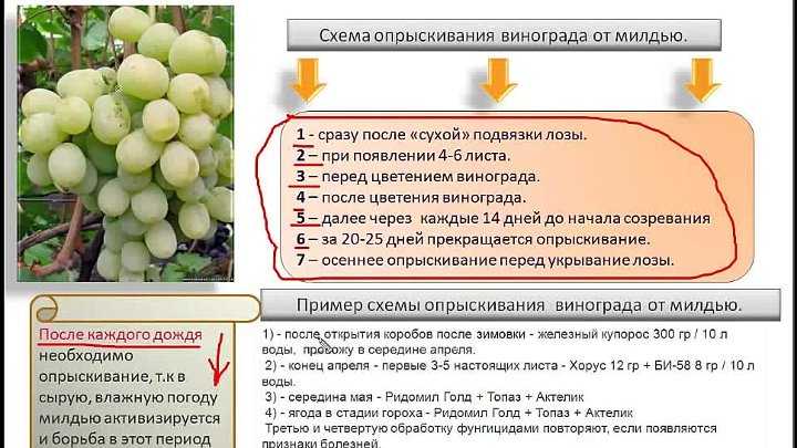 Черная пятнистость роз: как бороться и чем лечить куст